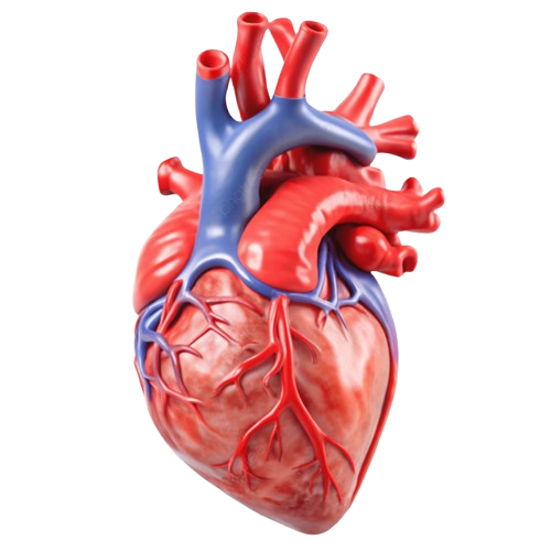 Doctor cardiolog